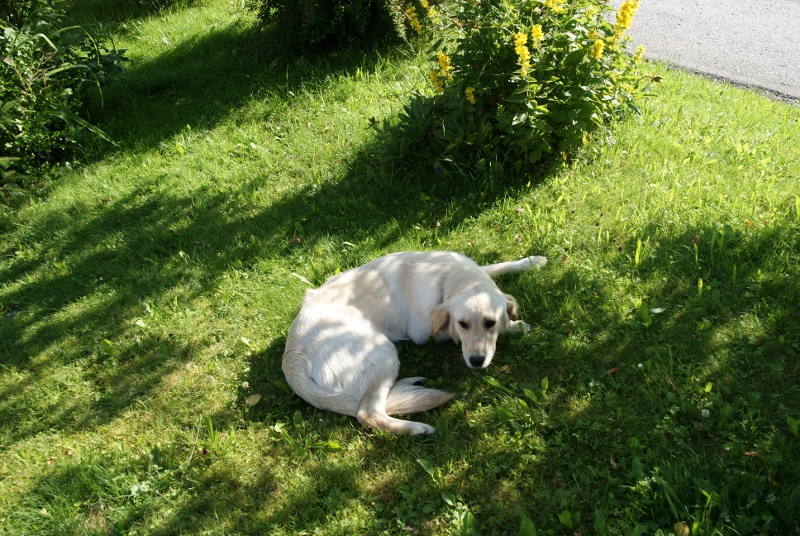 Petra und Albert Zopf/ Feichtingerhof Onze dieren Huishond Lexie