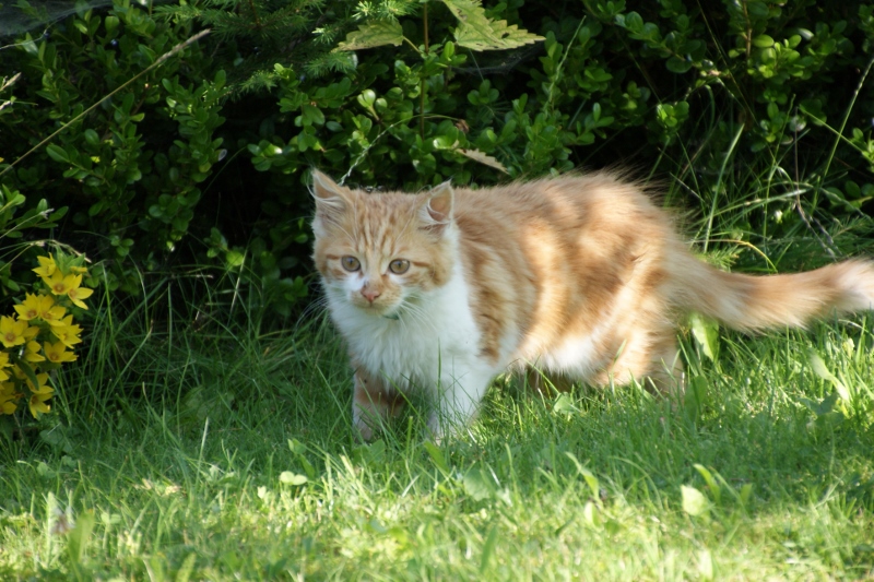 Petra und Albert Zopf/ Feichtingerhof Onze dieren Tomcat-faxen
