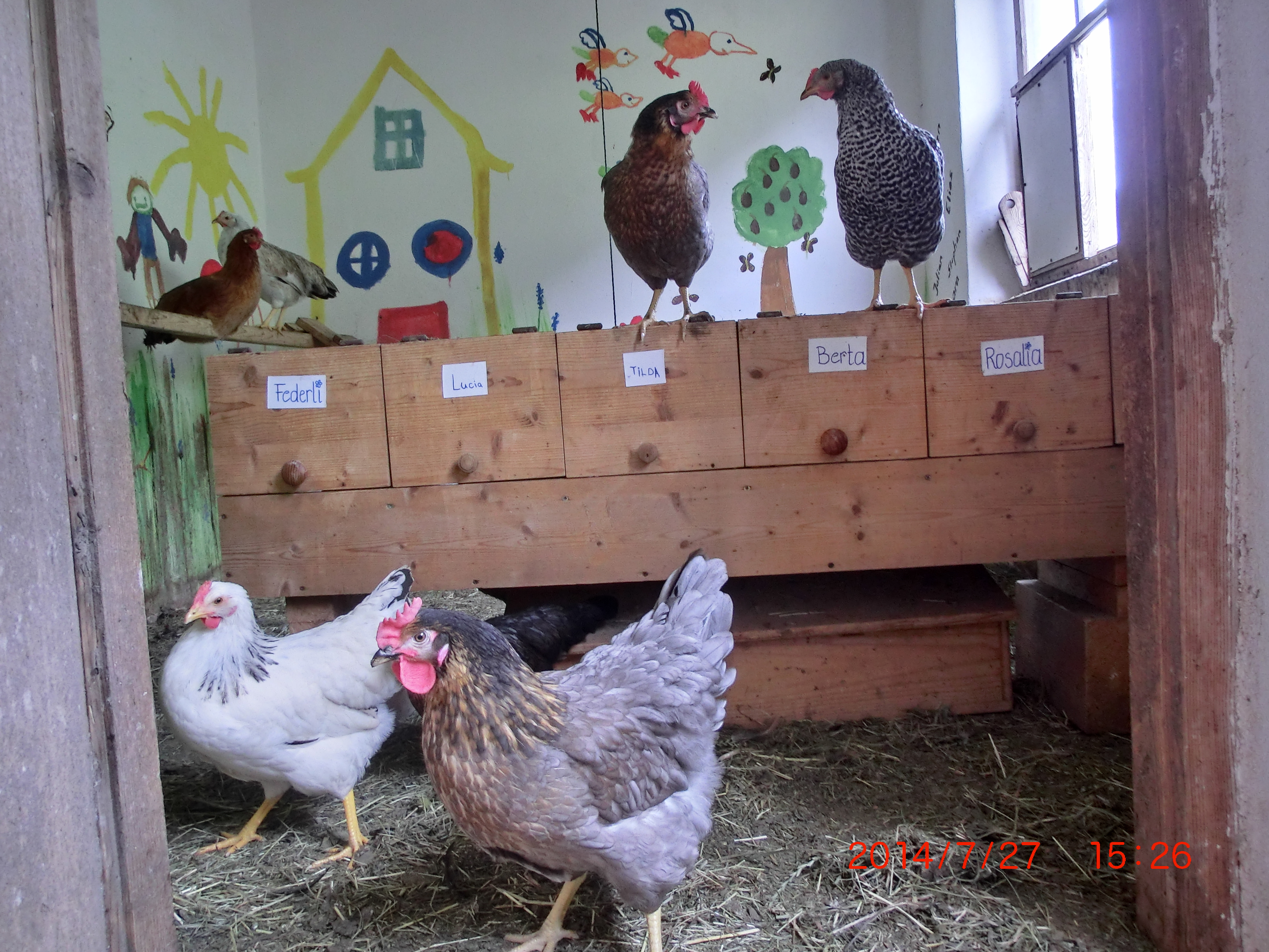 Urlaub auf dem Bauernhof - Selbstversorger - Rinnen - Ein legefrisches Ei aus dem Hühnerstall ist immer ein Genuss - Berghof Thöni