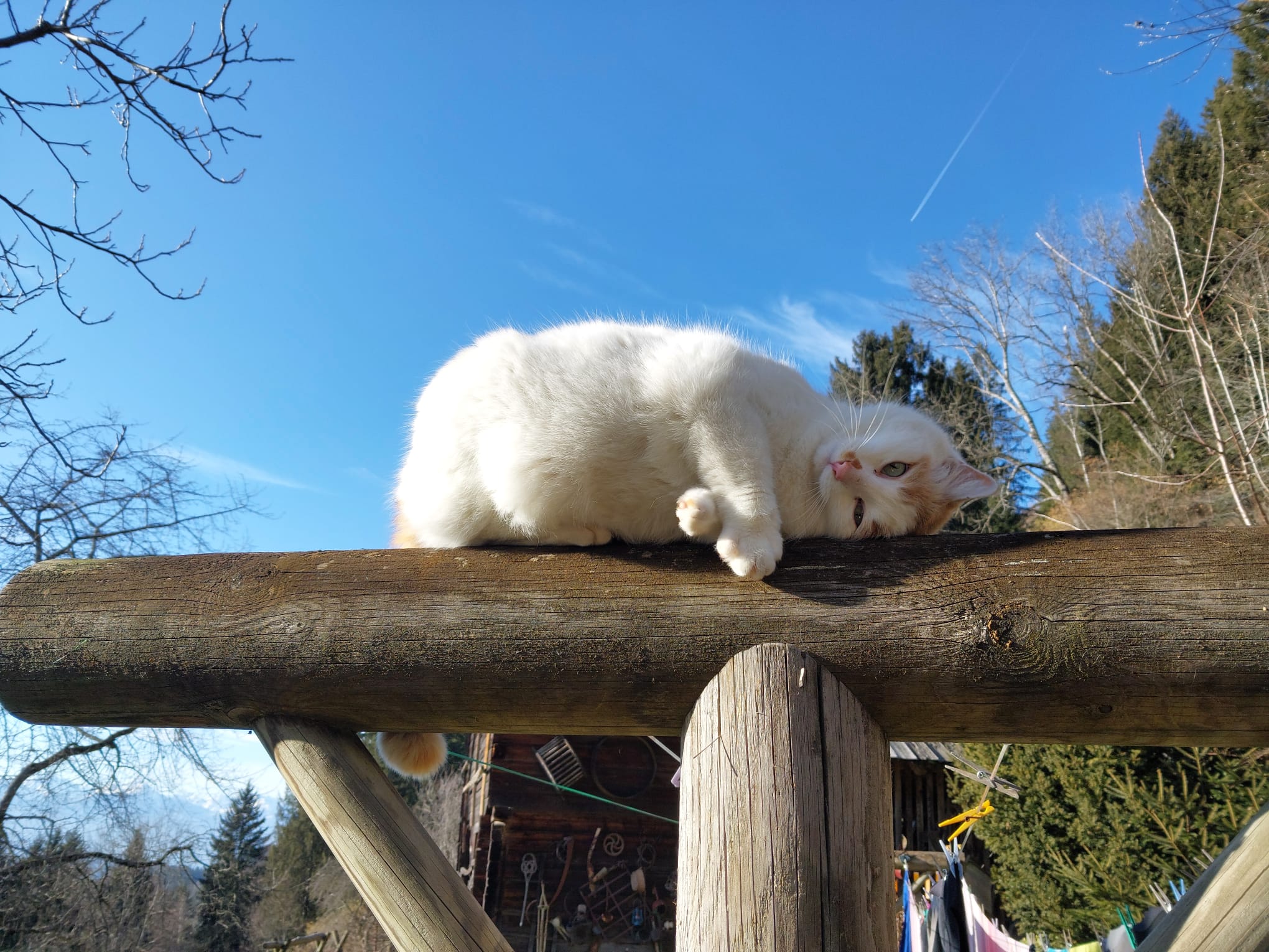 Ferien Bauernhof: Forstnighof
