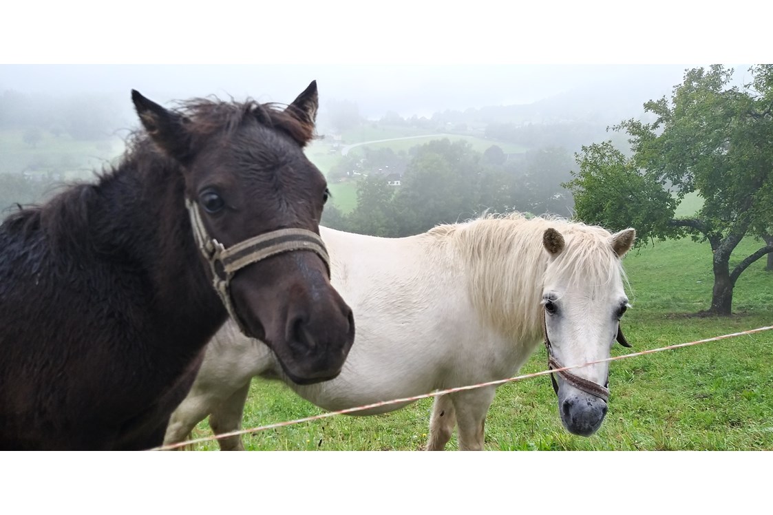 Ferien Bauernhof: unsere Ponys Anabell und Lilli - Forstnighof