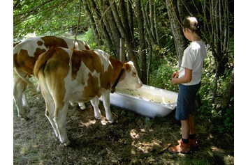 Ferien Bauernhof: unsere Tiere auf der Alm!  - Forstnighof