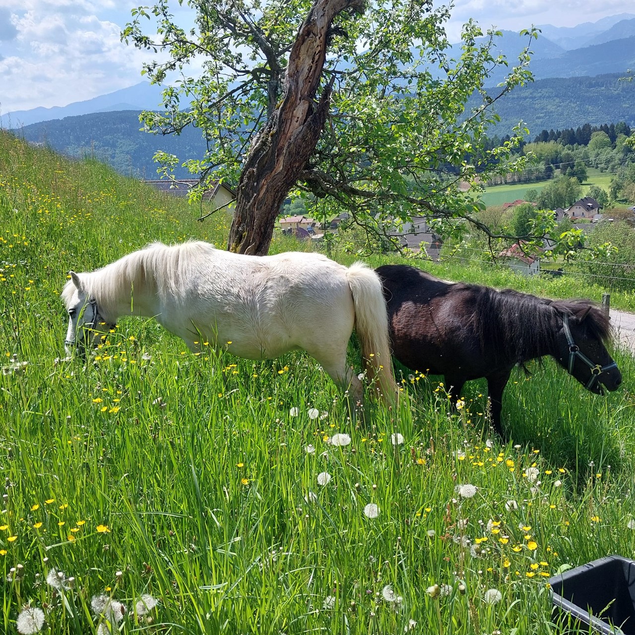 Forstnighof Our animals Our Shetland ponies