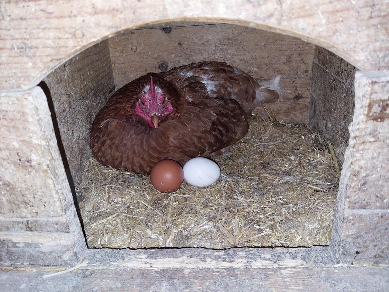 Forstnighof Our animals Chickens & Rooster