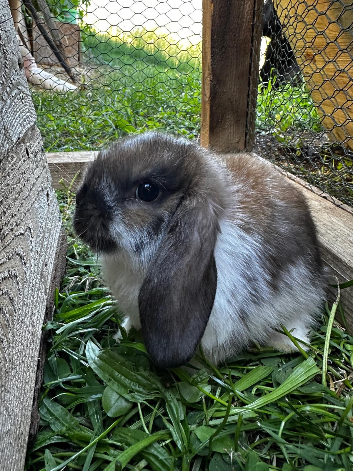 Forstnighof Our animals Our bunnies