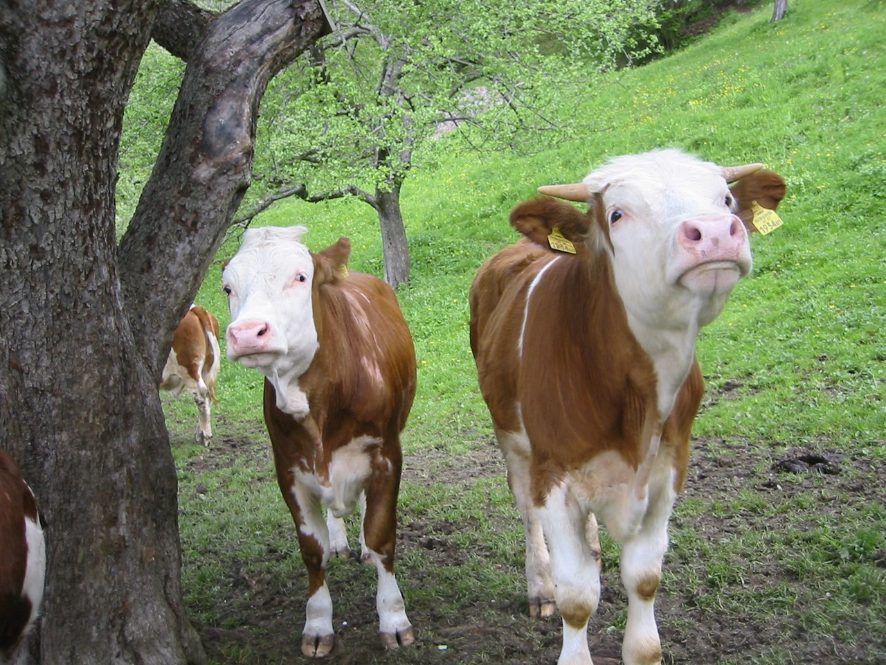 Forstnighof unsere Tiere Kühe ( Fleckvieh) 