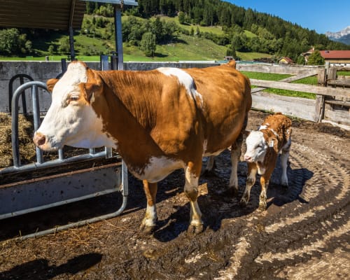 Ferien Bauernhof: Ferienhaus Reinfrank