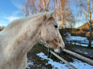 Landgut Pfauenhof I nostri animali Meravigliosi cavalli da equitazione