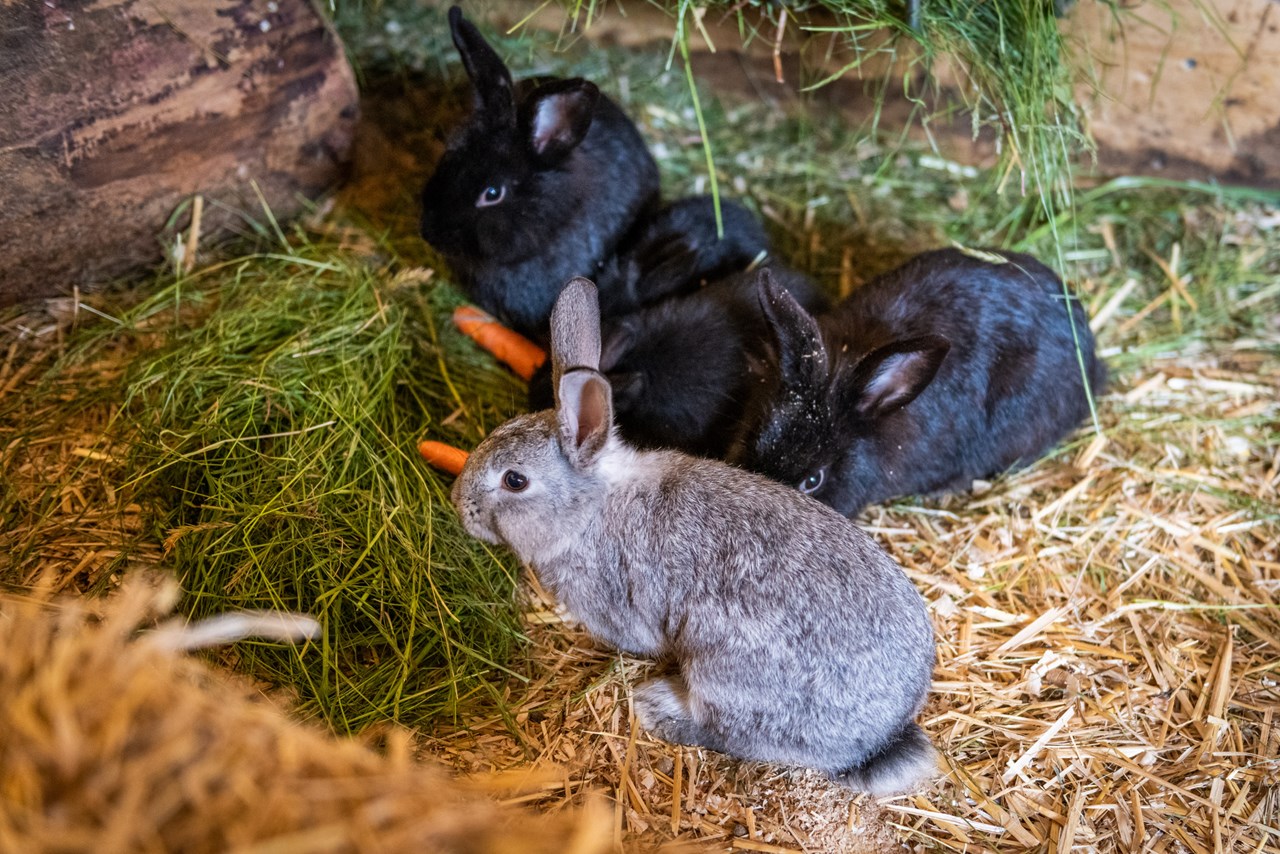 Oberbichlhof Appartements & Bauernhof Onze dieren 