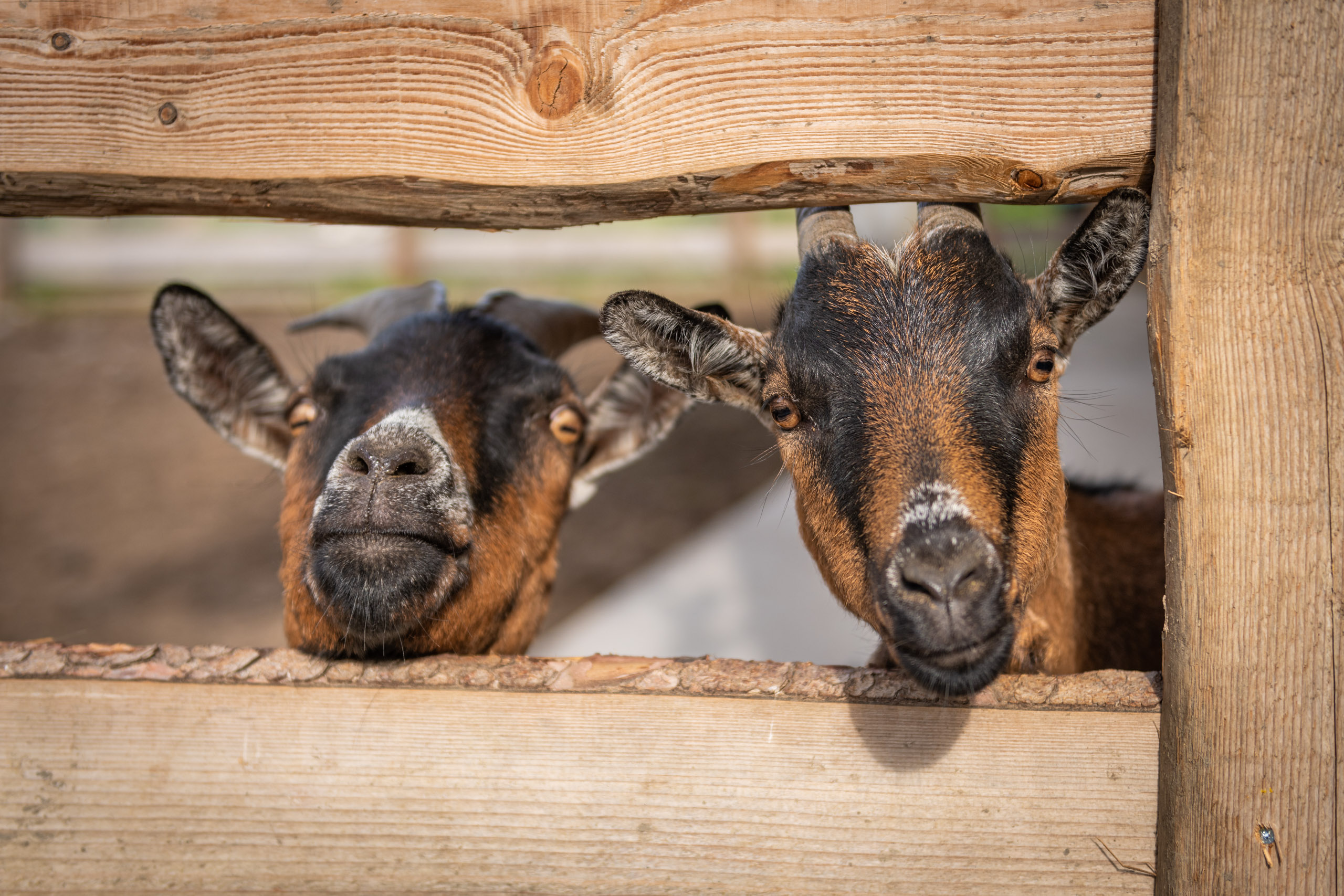 Oberbichlhof Appartements & Bauernhof Onze dieren 