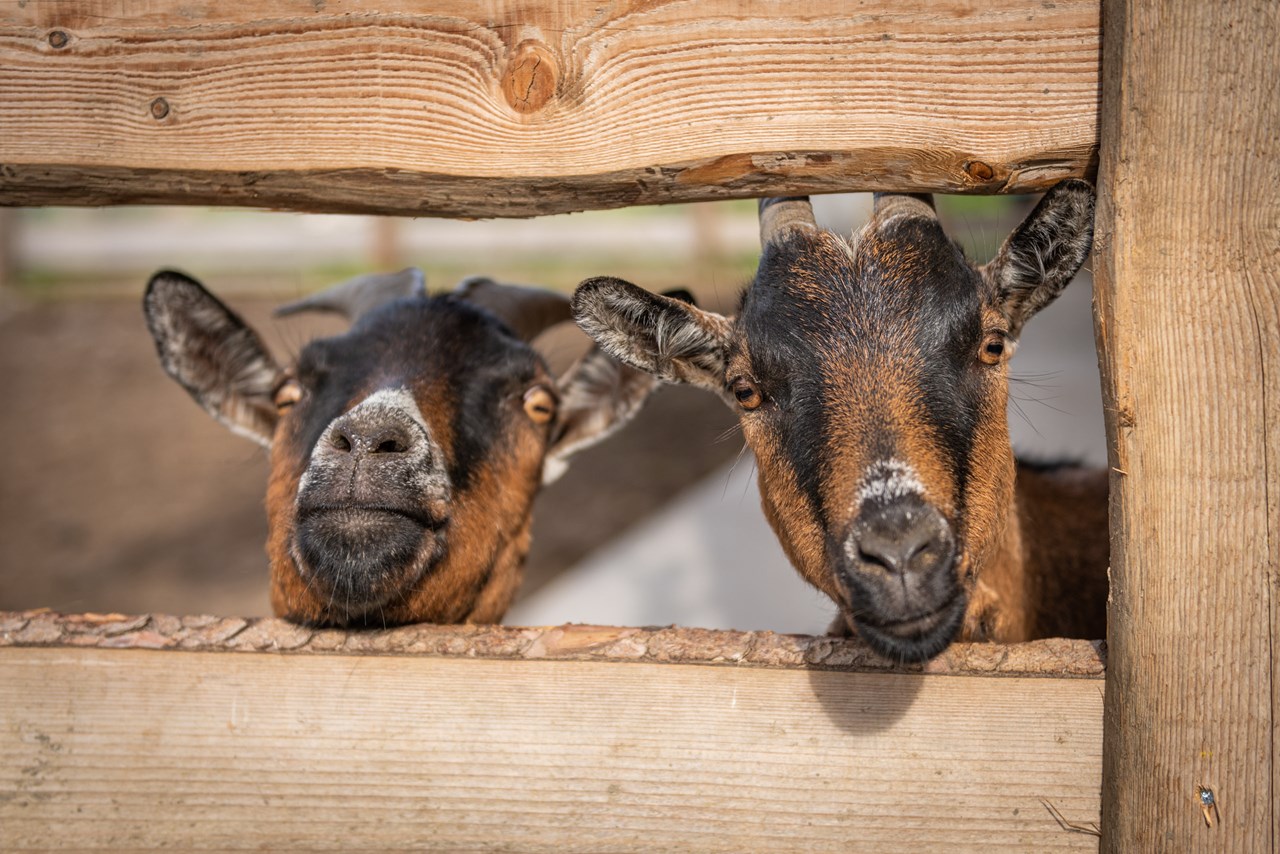 Oberbichlhof Appartements & Bauernhof Onze dieren 