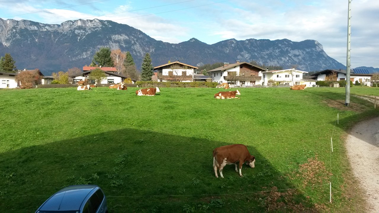 Ferienwohnungen Waldschönau  Our animals Cows