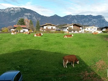 Ferienwohnungen Waldschönau  unsere Tiere Kühe