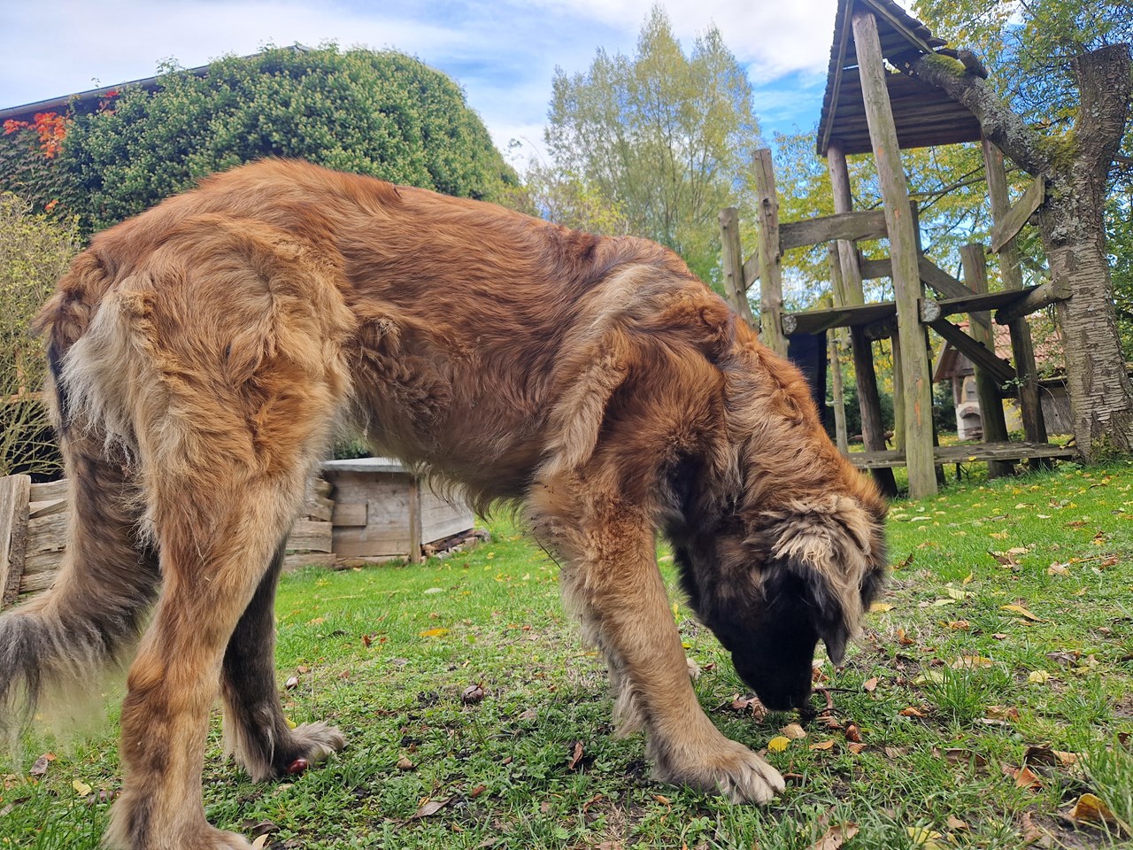 Sanderhof Naše živali Kmečka psička Selma