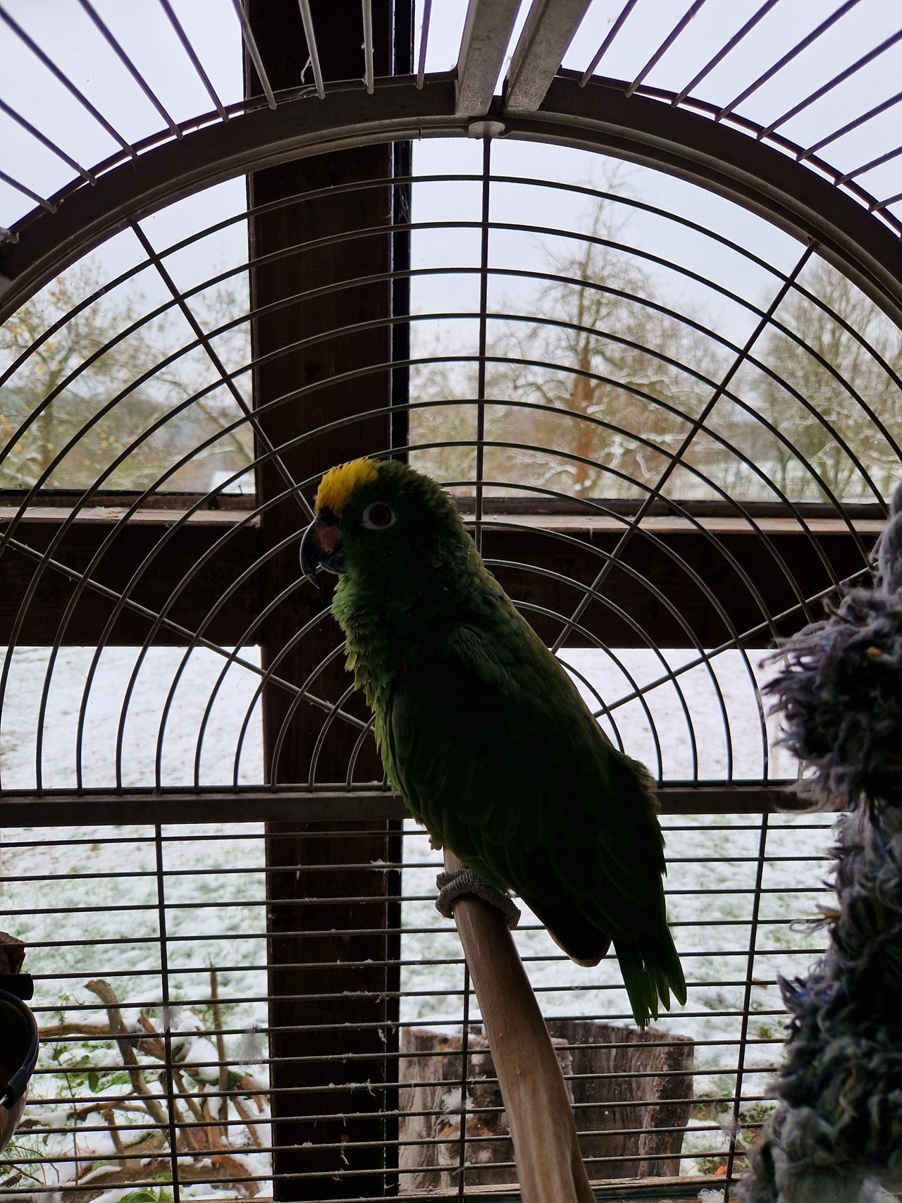 Sanderhof Naše živali Papiga Charlie