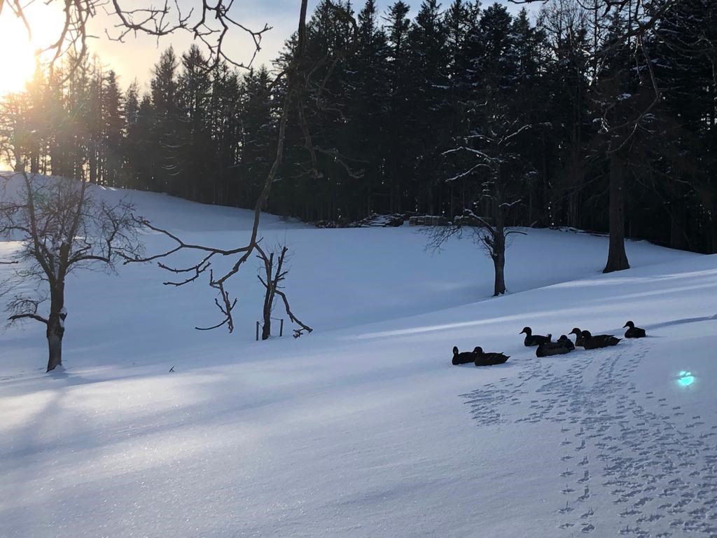 Familienbauernhof Christa Our animals Running ducks