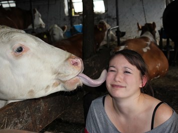 Familienbauernhof Christa unsere Tiere Kühe