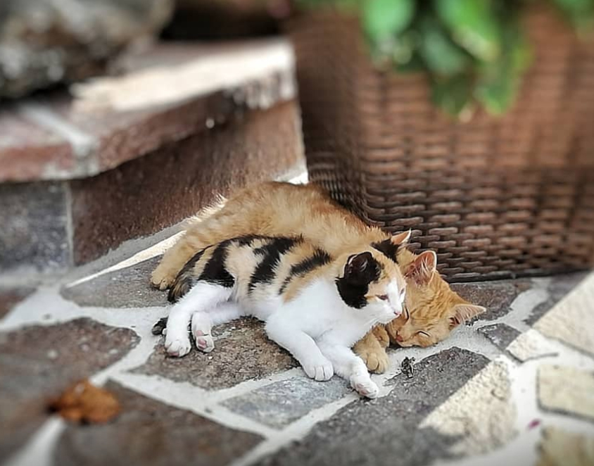 Familienbauernhof Christa Nos animaux Chats