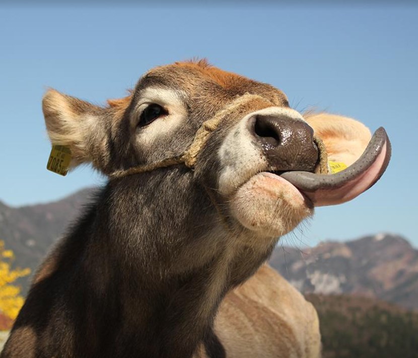 Familienbauernhof Christa Our animals Young cattle