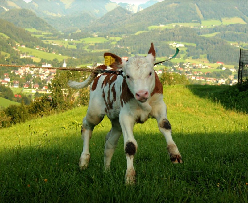Familienbauernhof Christa Our animals Calves