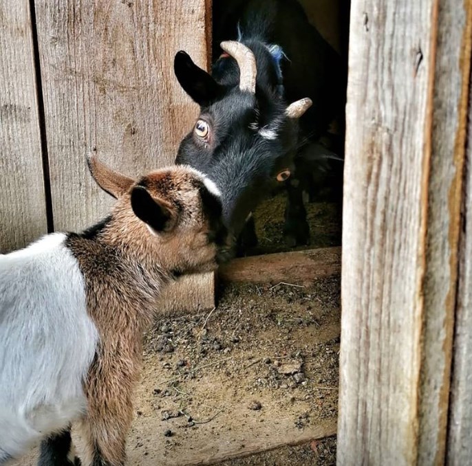 Familienbauernhof Christa Our animals Goats
