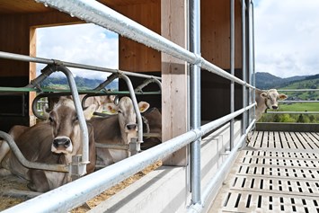 Ferien Bauernhof: Auch unsere Kühe genießen die Aussicht und die frische Luft! - Ferienhof Landerleben