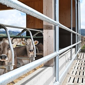Ferien Bauernhof: Auch unsere Kühe genießen die Aussicht und die frische Luft! - Ferienhof Landerleben