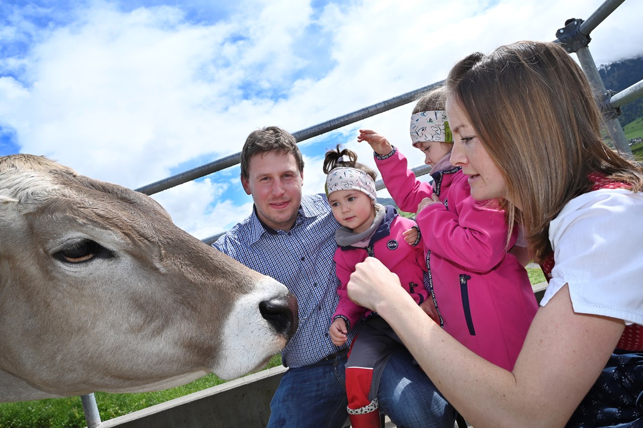 Ferienhof Landerleben unsere Tiere Kühe, Kälber, Katze