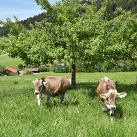 Ferien Bauernhof: Wiesenhof Rusch