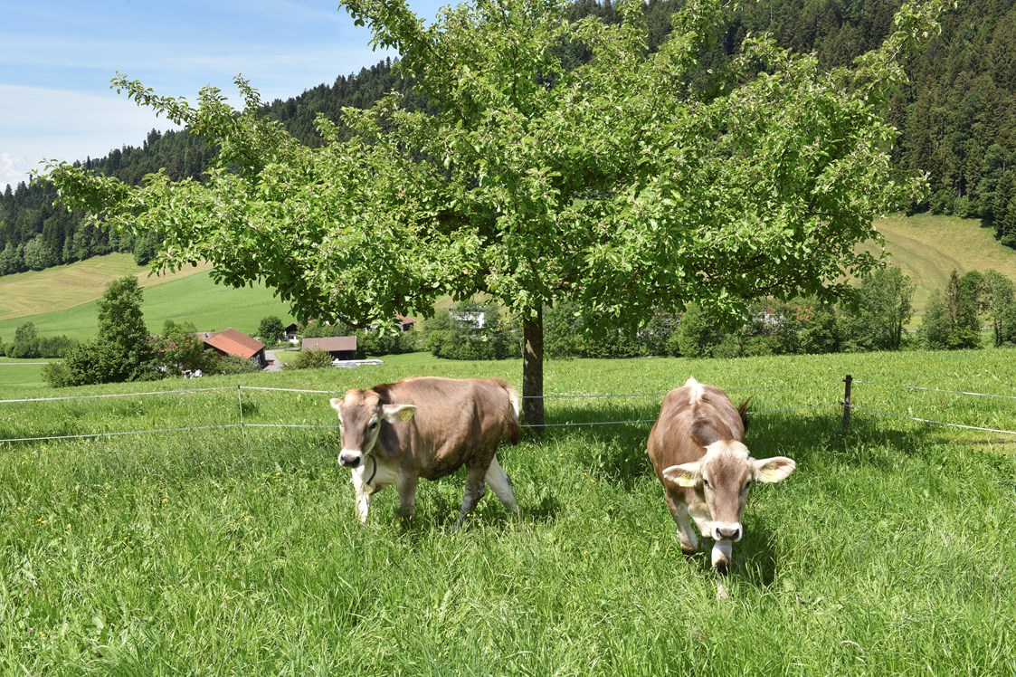 Ferien Bauernhof: Wiesenhof Rusch