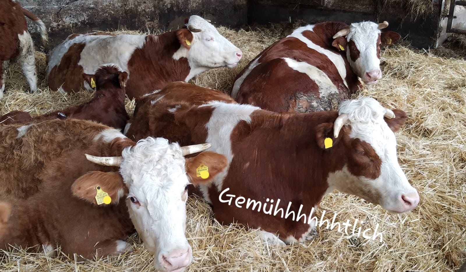 Ferien Bauernhof: Lenspacherhof 