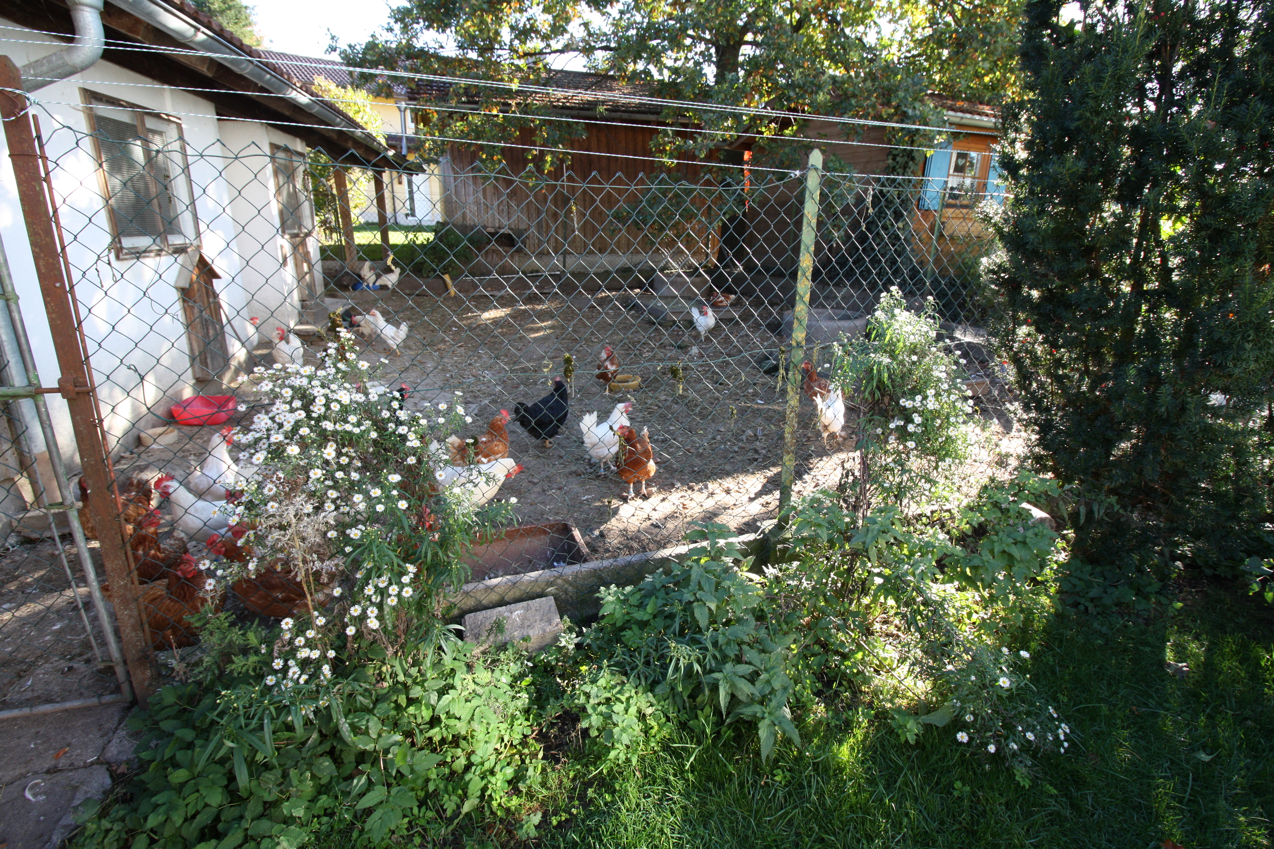vakantie op de boerderij - Schwimmen - Unsere Hühner - Erholungshof Guggemos