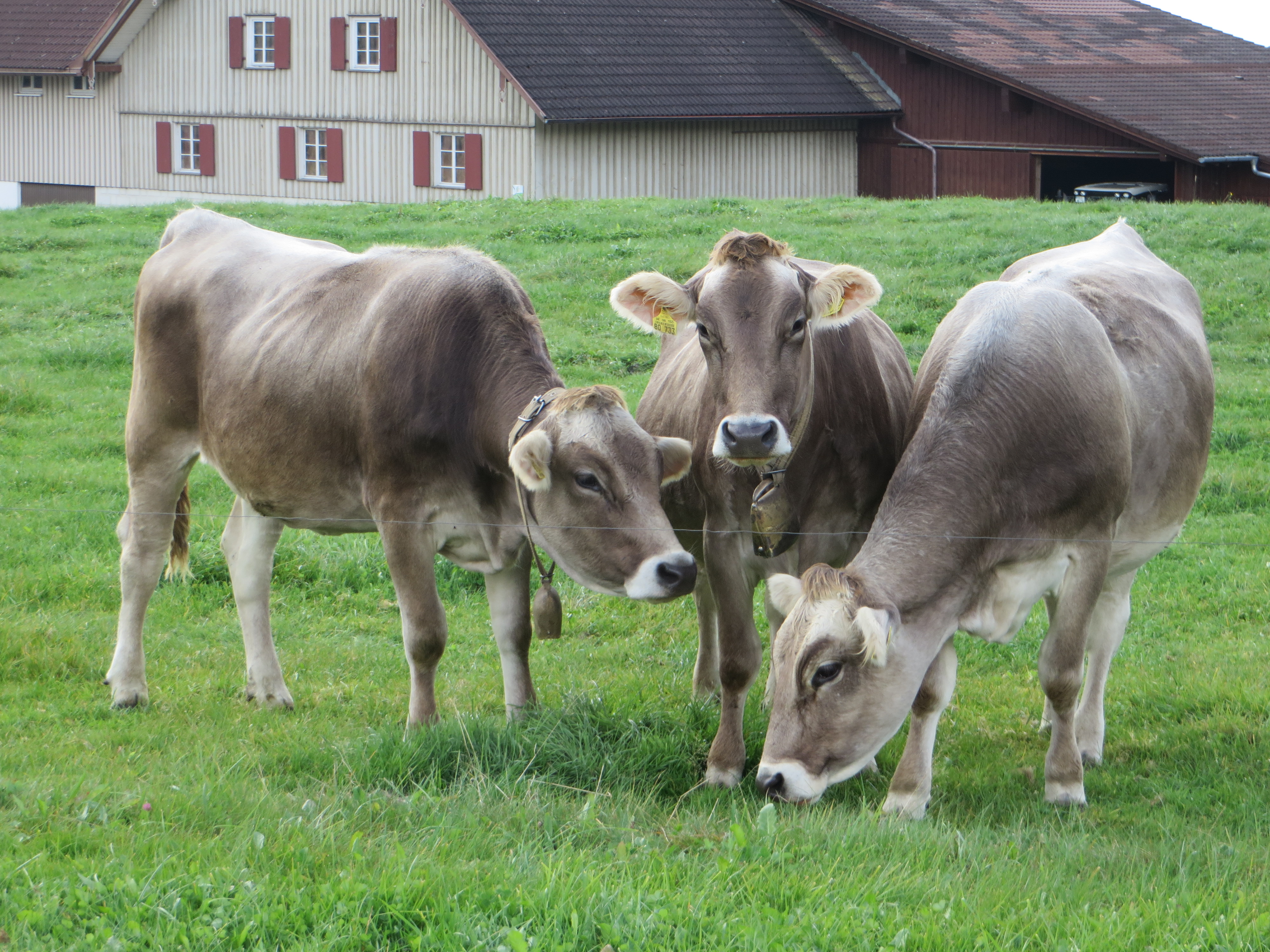 Urlaub auf dem Bauernhof - Schoppernau - Unsere Kühe - Ferienhof Frei