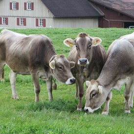 Ferien Bauernhof: Unsere Kühe - Ferienhof Frei