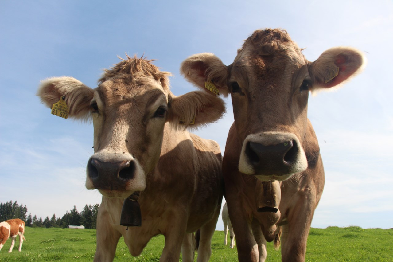 Ferienhof Frei I nostri animali le nostre mucche