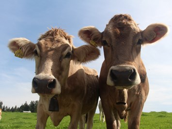 Ferienhof Frei I nostri animali le nostre mucche