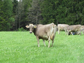 Ferienhof Frei Our animals our cows
