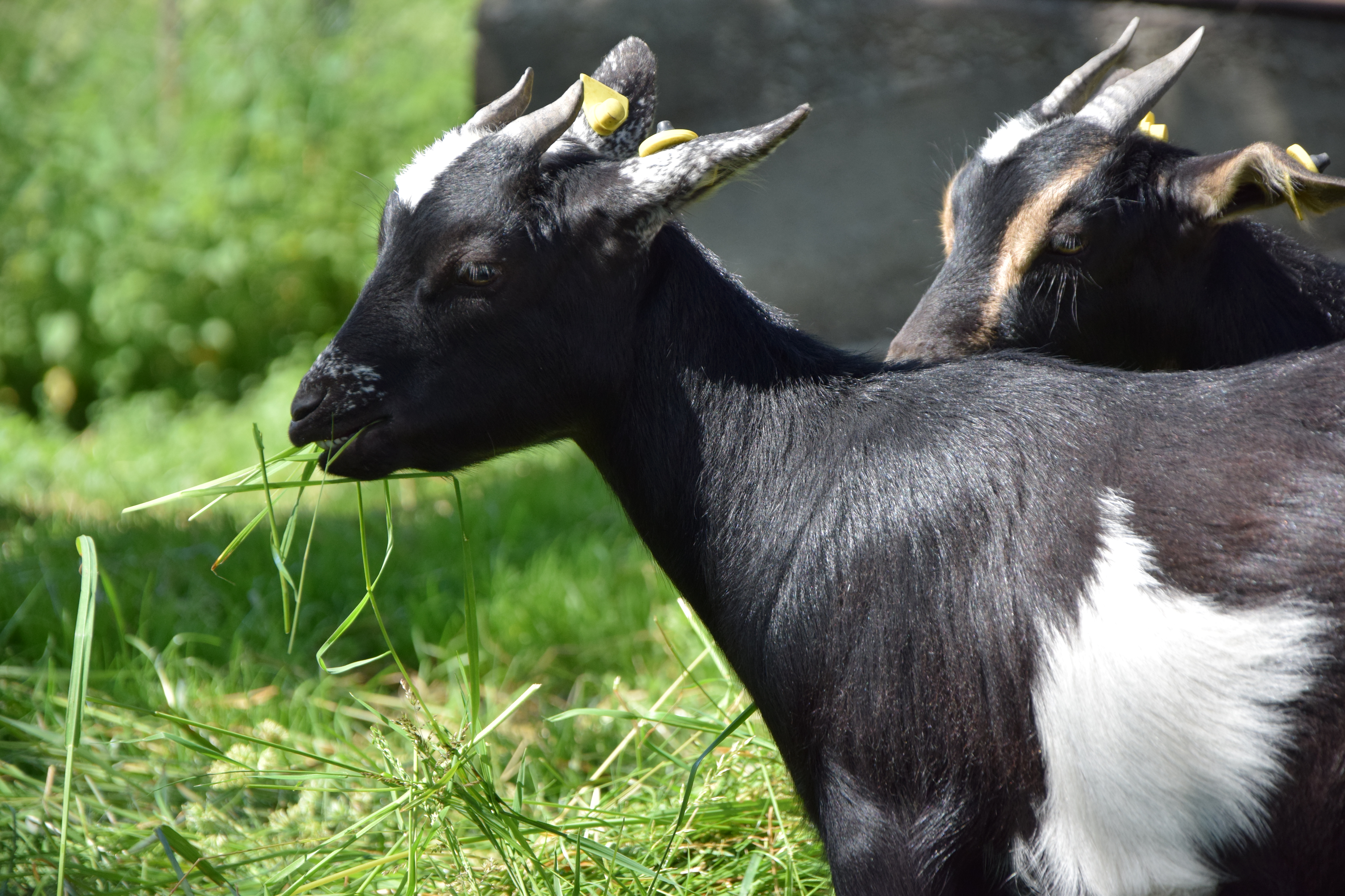 Ferienhof Frei Naše životinje naše dvije koze