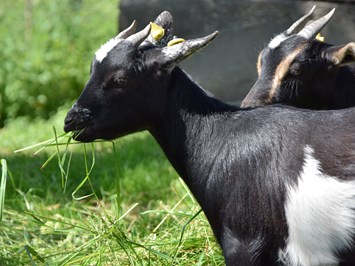 Ferienhof Frei I nostri animali le nostre due capre