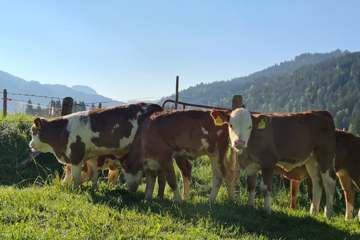Ferien Bauernhof: Kälbchen auf der Weide - Ferienhof Alpe Berg