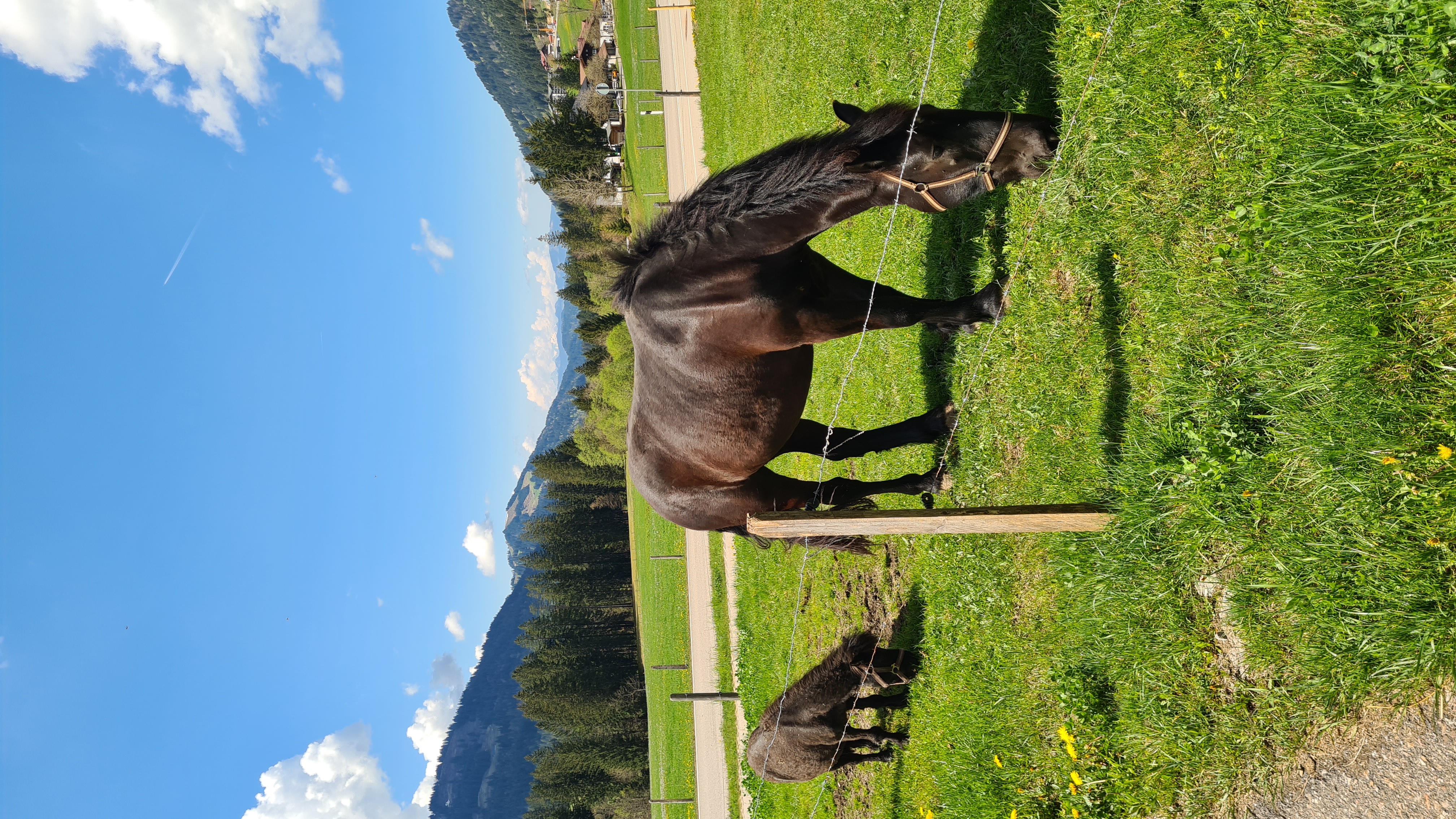 Ferien Bauernhof: Pony Lotte und Pferd Hella - Ferienhof Alpe Berg