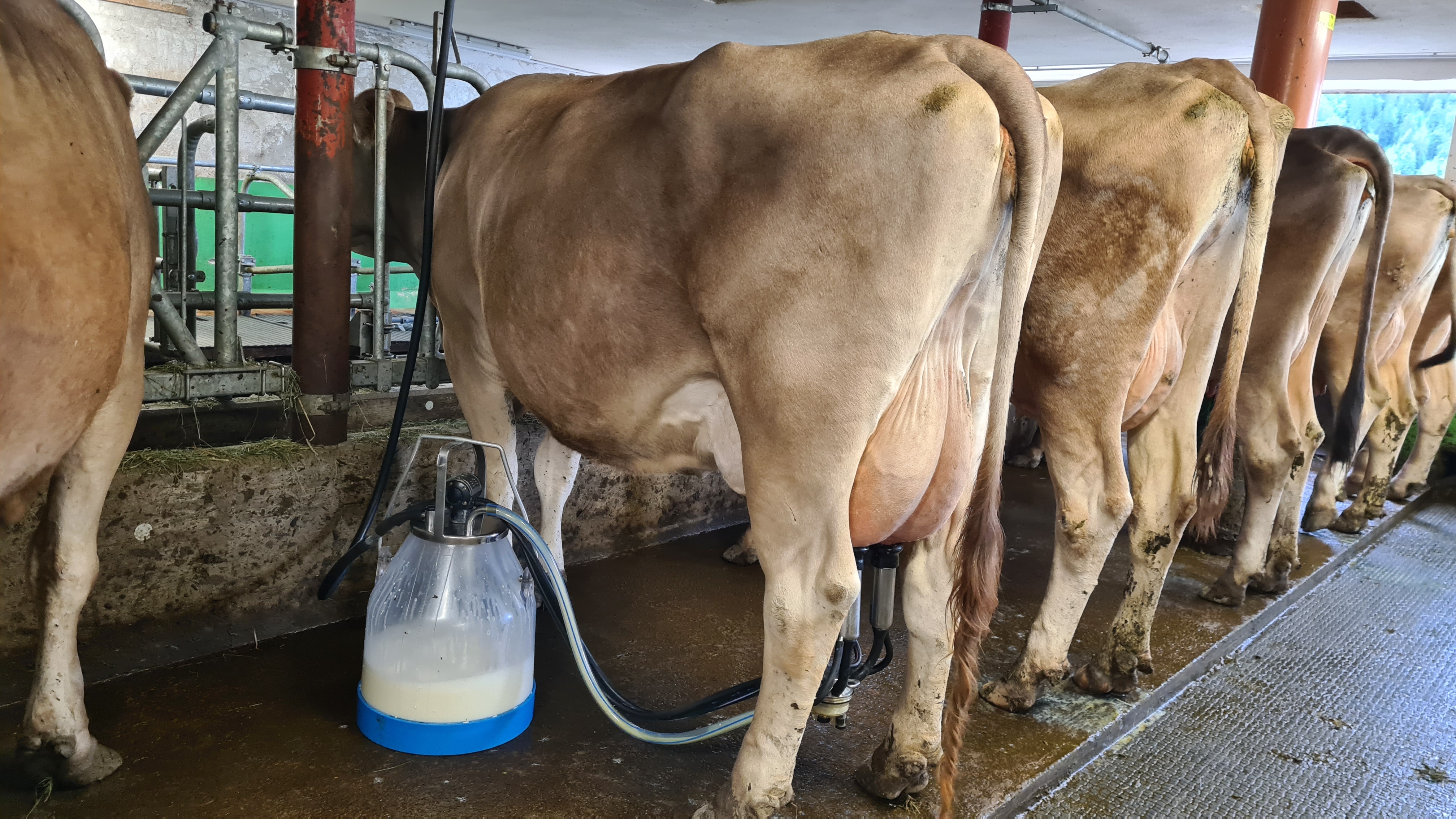 Ferien Bauernhof: beim Kühe melken - Ferienhof Alpe Berg