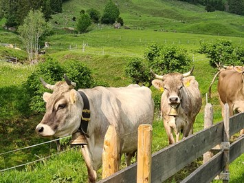 Ferienhof Alpe Berg unsere Tiere Kühe eintreiben