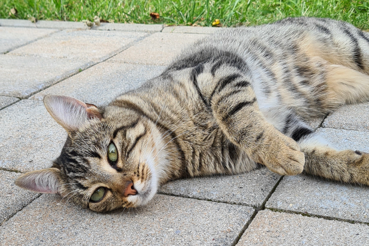 Ferienhof Alpe Berg Naše životinje umiljata mačka