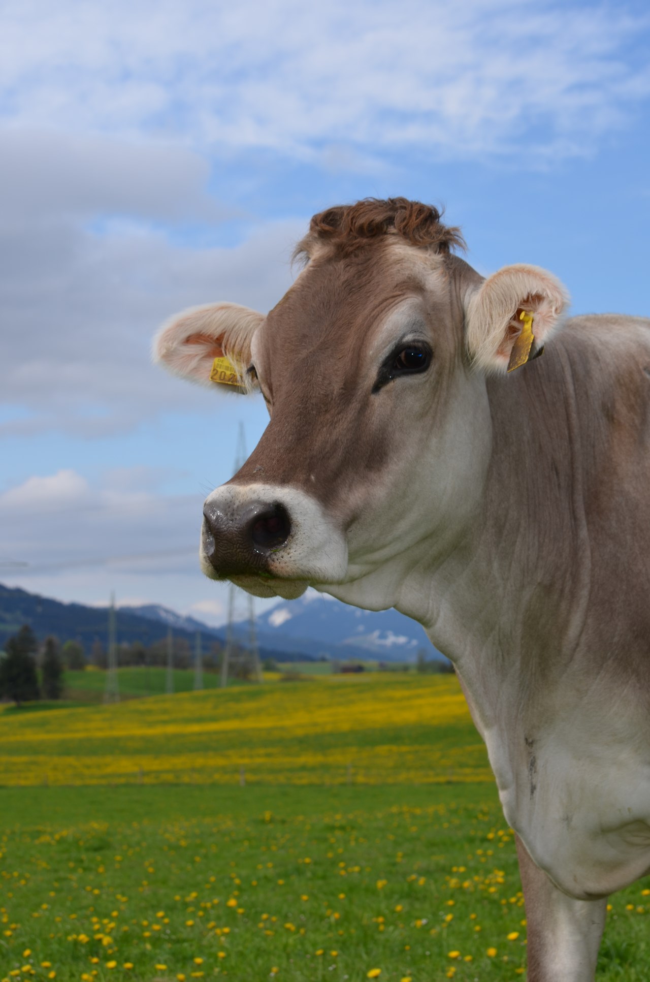 Veiter-Hof I nostri animali Mucca Gabi