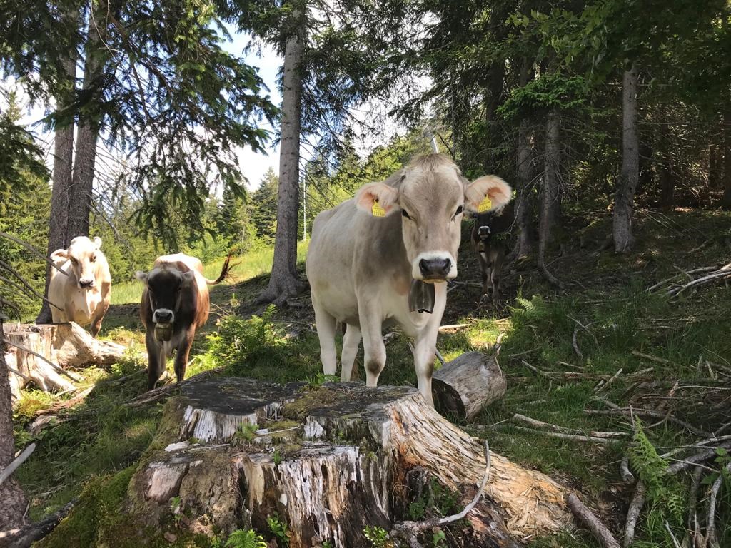 Ferienhof Sonne unsere Tiere Kühe