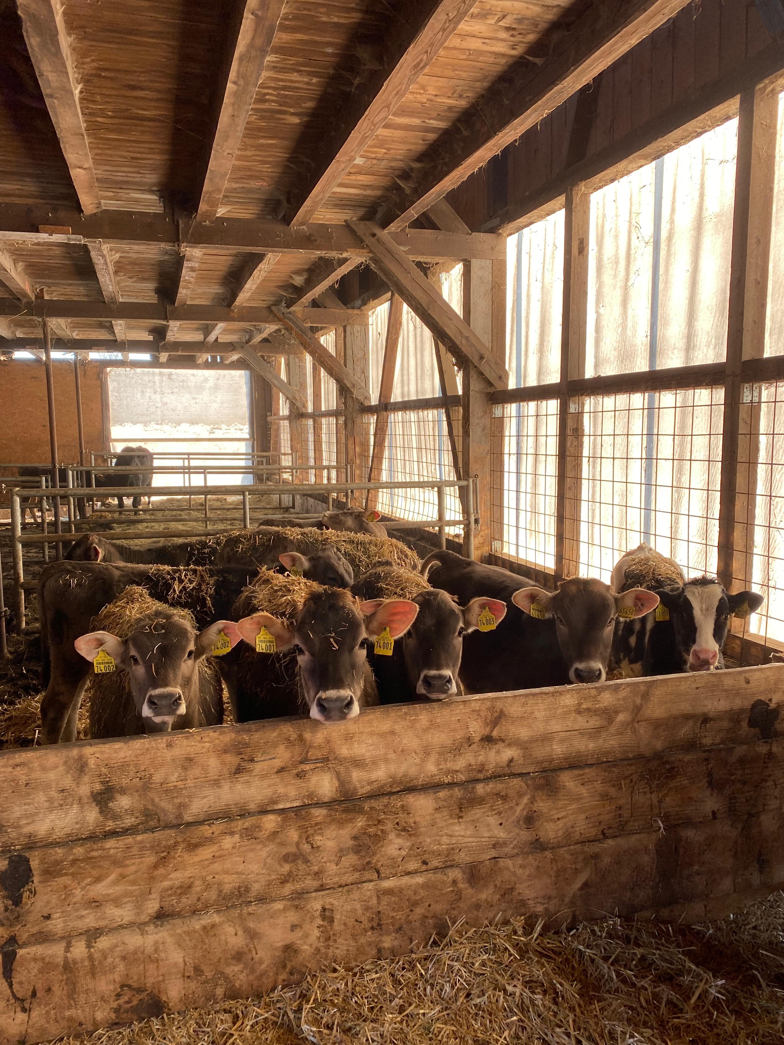 Ferien Bauernhof: Geißhof