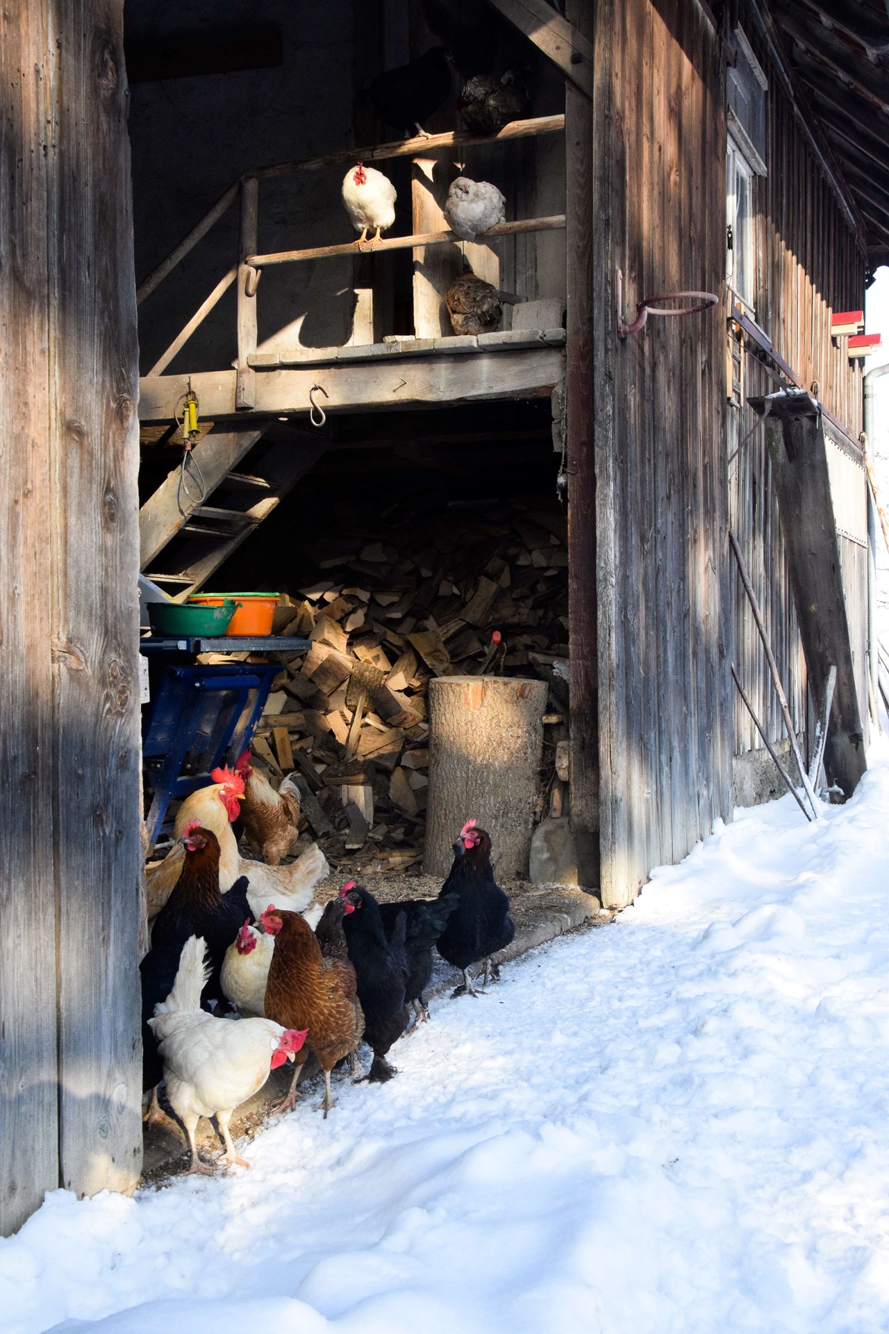 Ferienwohnung Kebachhof Our animals laying hens