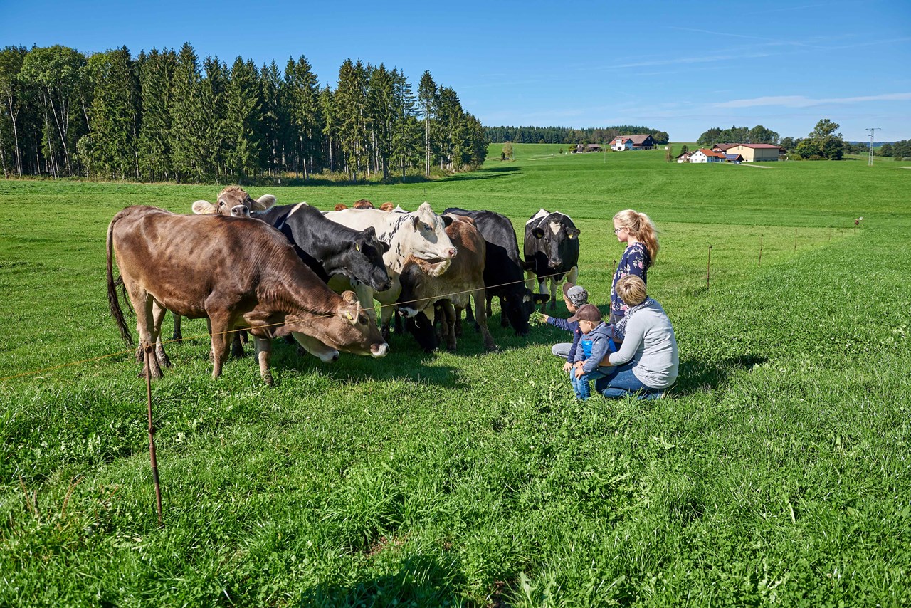Ferienwohnung Kebachhof Our animals Bovine