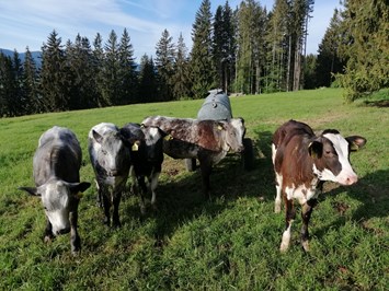 Ferien- und Ponyhof Wertach unsere Tiere Bauernhof